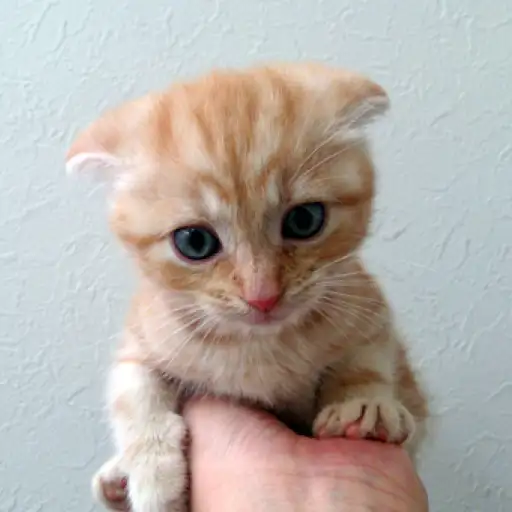 スコティッシュフォールド