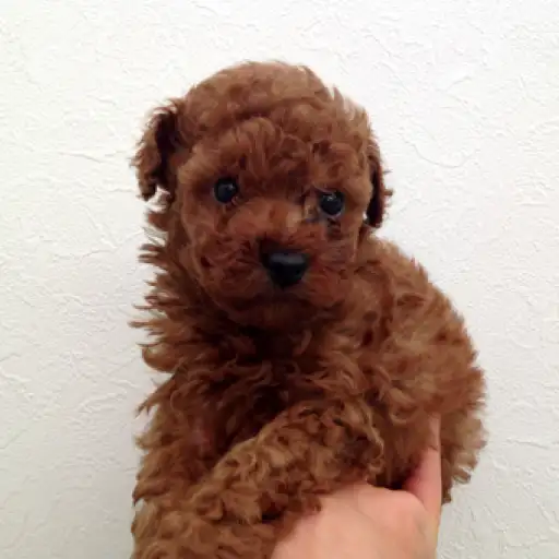 トイ・プードル