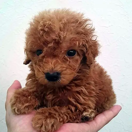 トイ・プードル