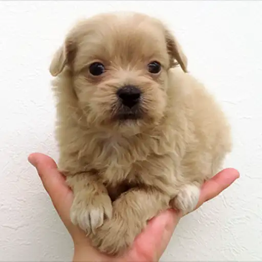 MIX（狆×トイプードル）