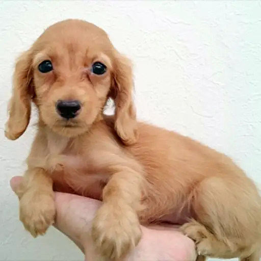 カニンヘン・ダックスフント