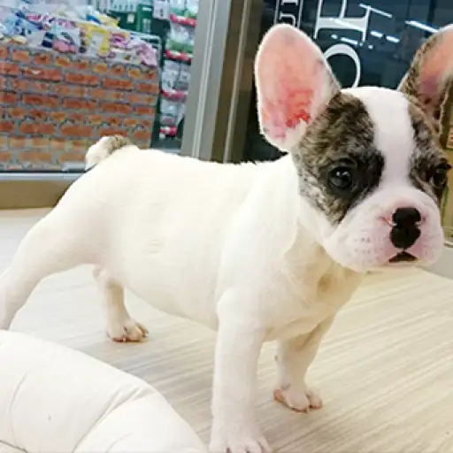 フレンチブルドッグ