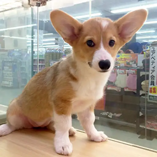 ウェルシュコーギーペンブローク