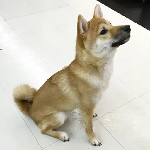柴犬