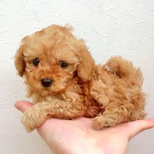 トイ・プードル