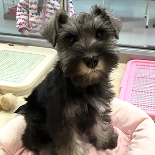 ミニチュア・シュナウザー