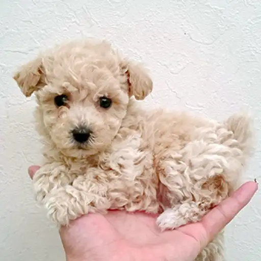 トイ・プードル