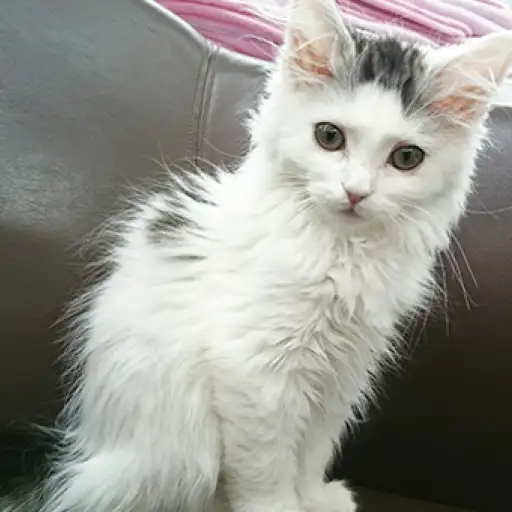 ノルウェージャンフォレストキャット