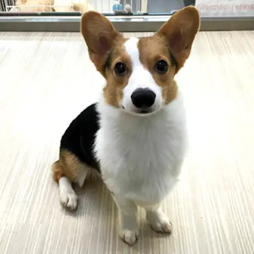 ウェルシュコーギーペンブローク