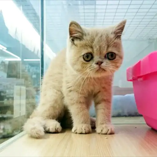 エキゾチックショートヘア