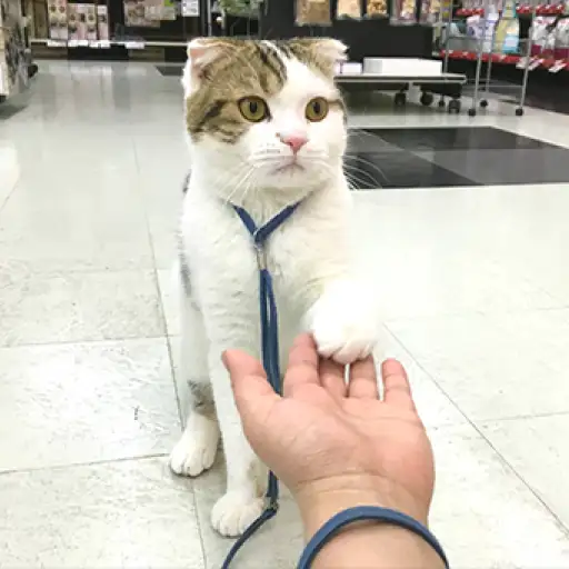 スコティッシュフォールド