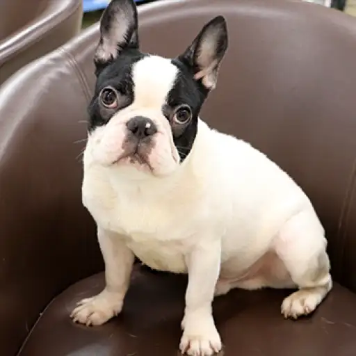 フレンチブルドッグ