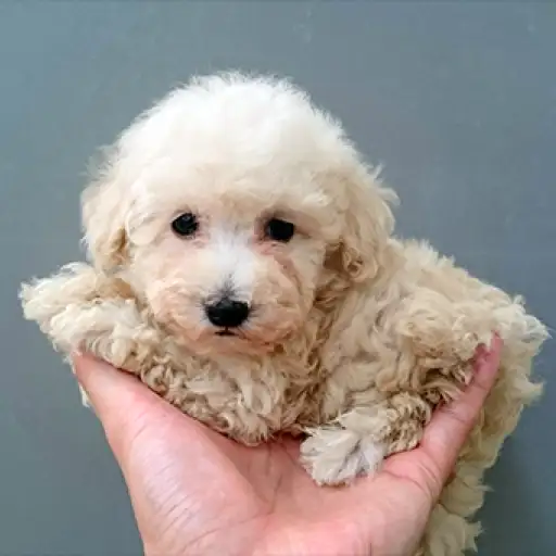 トイ・プードル