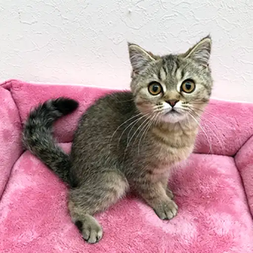 エキゾチックショートヘア