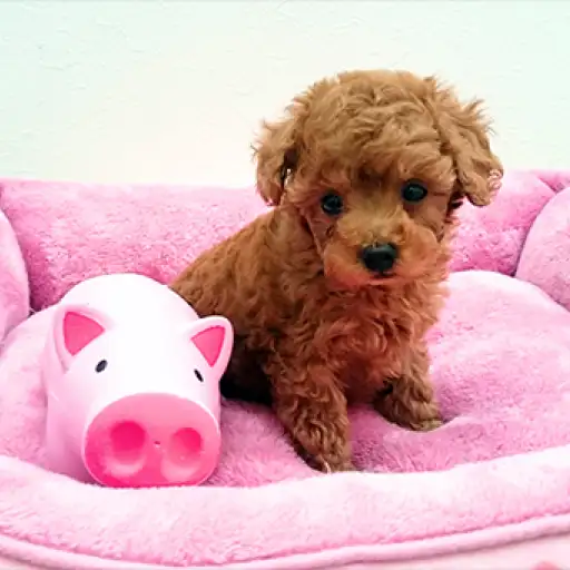 トイ・プードル