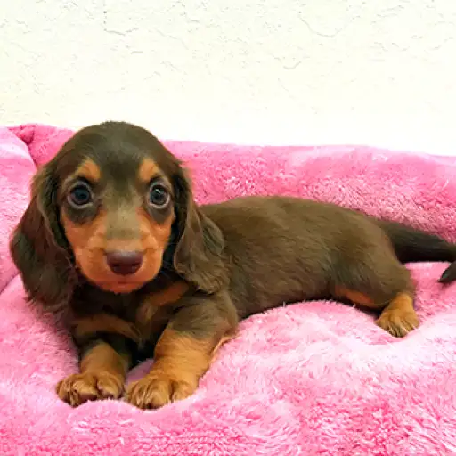 ミニチュア・ダックスフント