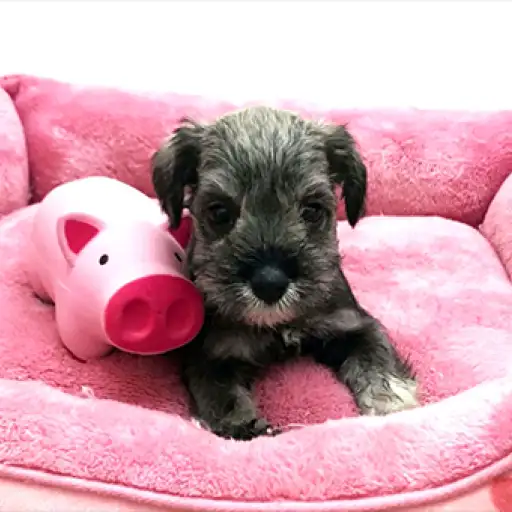 ミニチュア・シュナウザー