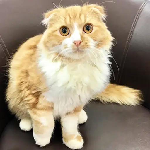 スコティッシュフォールド