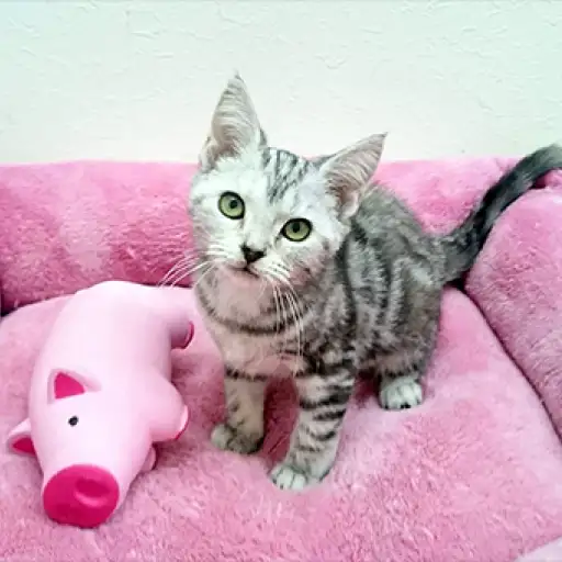 アメリカンショートヘア