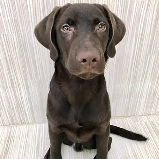 ラブラドールレトリバー