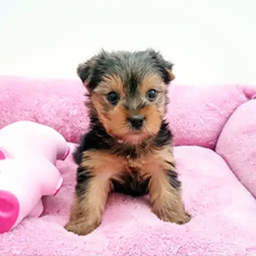 ヨークシャーテリア