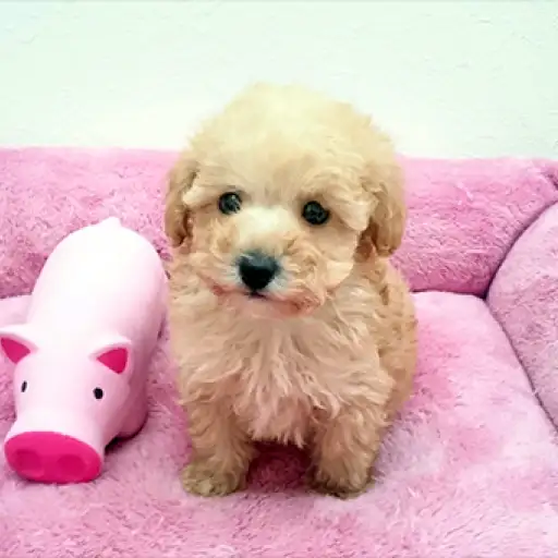 トイ・プードル