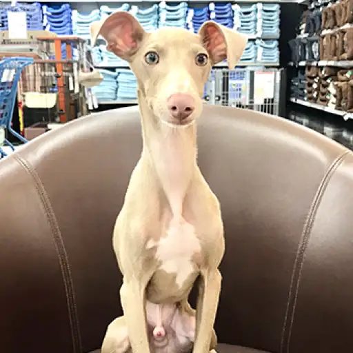 イタリアングレーハウンド