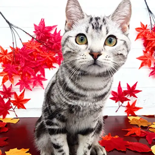 アメリカンショートヘア