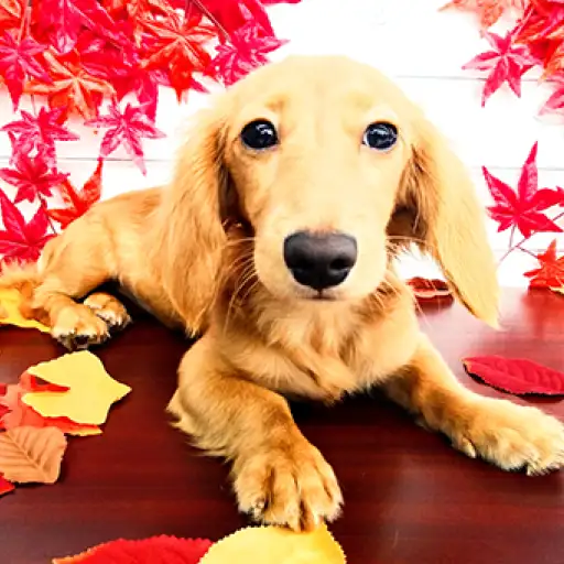 ミニチュア・ダックスフント