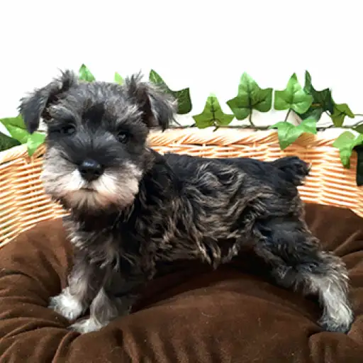 ミニチュア・シュナウザー