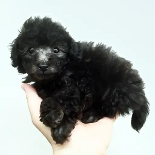 トイ・プードル