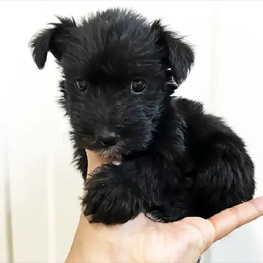 ミニチュア・シュナウザー