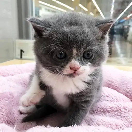 ブリティッシュショートヘア