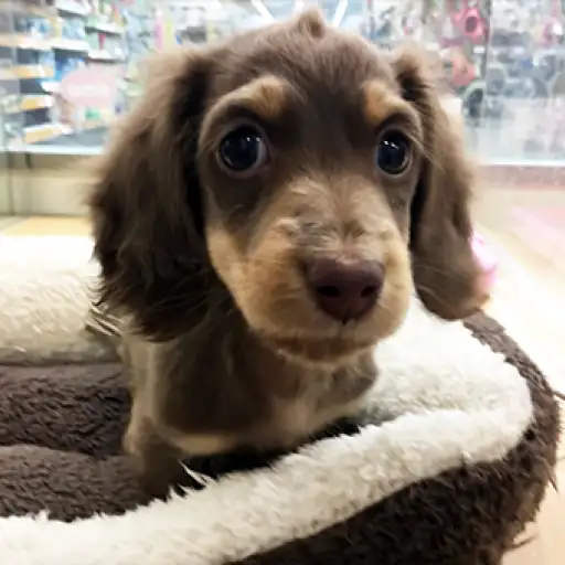 ミニチュア・ダックスフント