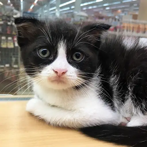 スコティッシュフォールド