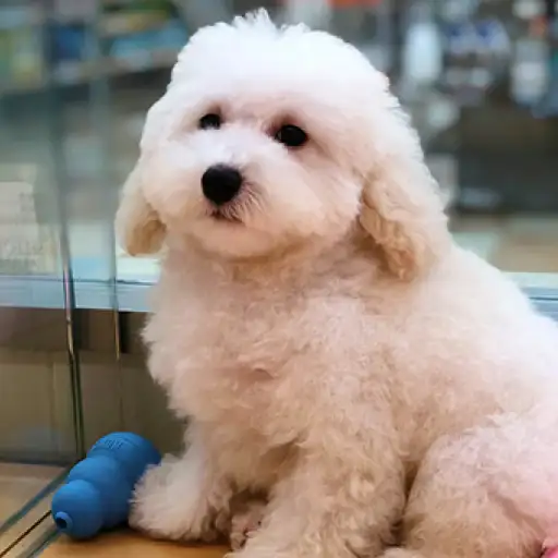 トイ・プードル