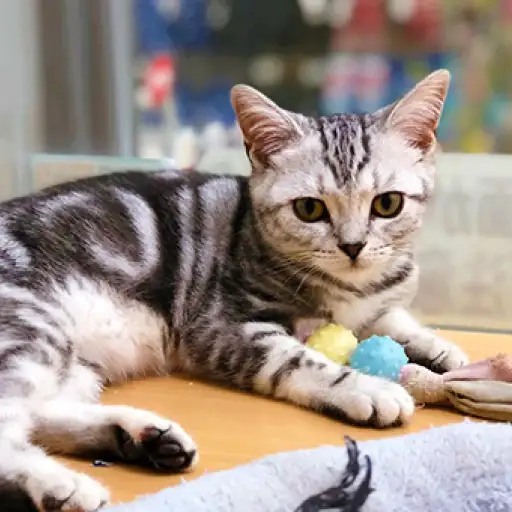 アメリカンショートヘア