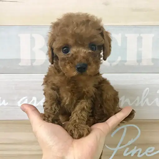 トイ・プードル