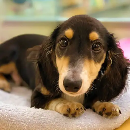 ミニチュア・ダックスフント