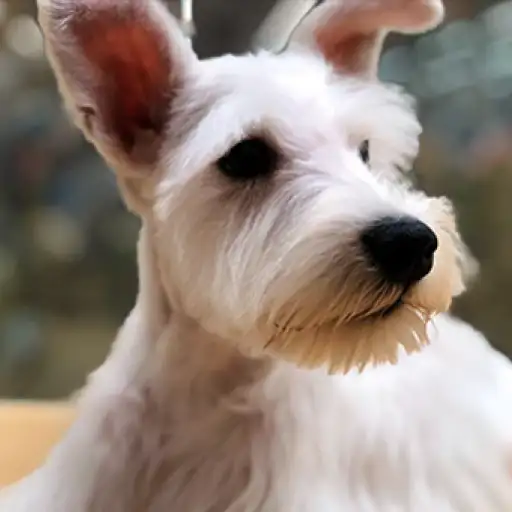 ミニチュア・シュナウザー