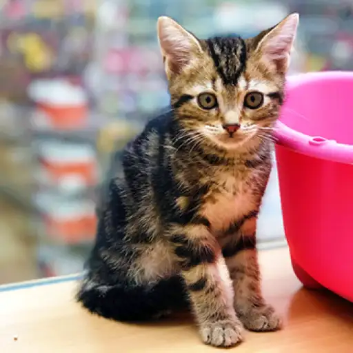 アメリカンショートヘア