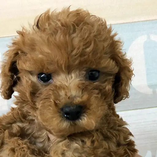 トイ・プードル