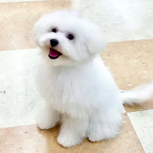 ビションフリーゼ