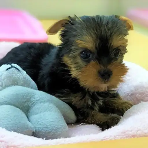 ヨークシャーテリア