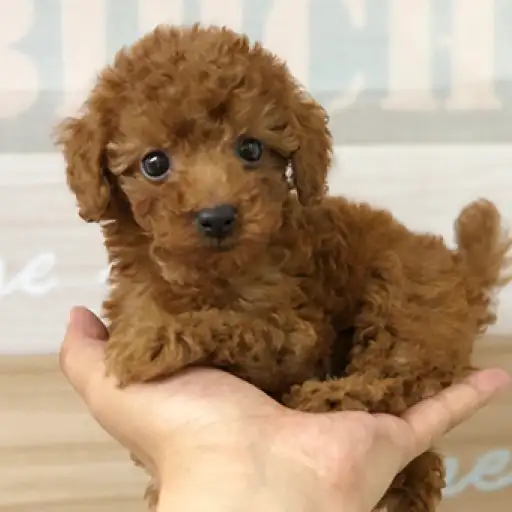 トイ・プードル