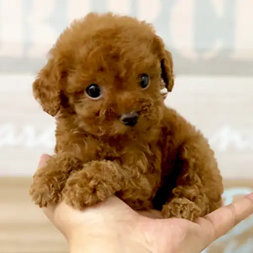 トイ・プードル