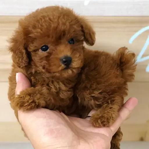 トイ・プードル