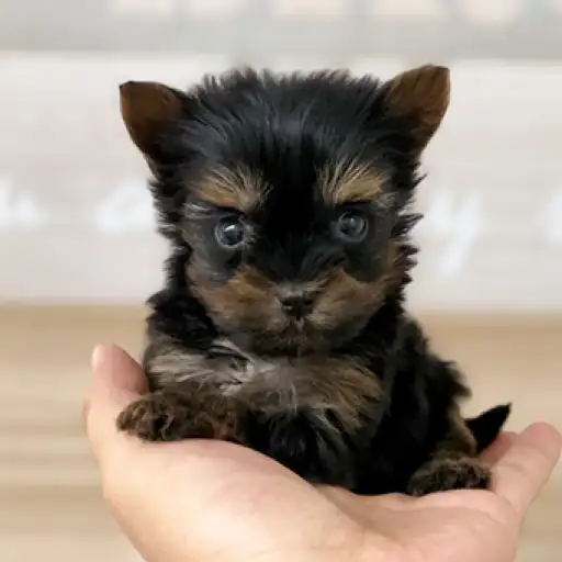 ヨークシャーテリア