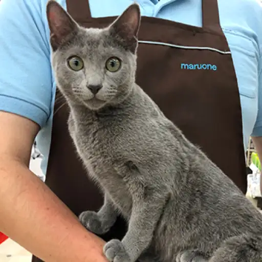 ロシアンブルー