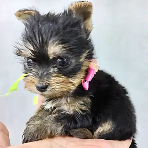 ヨークシャーテリア